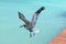 Pelican flying over the beautiful caribbean blue sea.