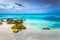 Pelican flying over idyllic caribbean beach in Aruba, Dutch Antilles