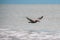 Pelican Flying Over he Ocean