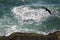 Pelican flying over an ocean cliff.