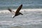 Pelican Flying over the Ocean Waves