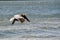 Pelican Flying over the Ocean Waves