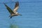 Pelican flying over the sea in Tortola Caribbean