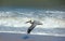 Pelican flying over surf