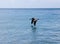 Pelican Flying Over Water
