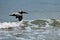 Pelican Flying Over a Wave