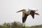 Pelican flying in Senegal