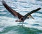 Pelican flying in Tropical paradise