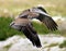 Pelican flying in Tropical paradise