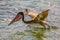 Pelican flying from the water surface, near Carriacou island, Grenada, Caribbean sea