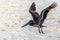 Pelican flying from the water surface, near Carriacou island, Grenada, Caribbean sea