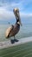 Pelican at Fort Morgan Pier