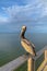 Pelican at Fort Morgan Pier