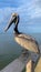 Pelican at Fort Morgan Pier