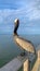 Pelican at Fort Morgan Pier