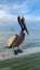 Pelican at Fort Morgan Pier