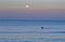 Pelican and Full Moon at Indian Rocks Beach, Florida