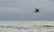 Pelican Glides Over Early Morning Surf