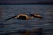 Pelican glides over water in Golden Hour