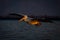 Pelican gliding over lake in Golden Hour