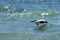 Pelican gliding over the ocean