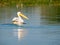 Pelican on Gorgova lake, Danube Delta, Romania