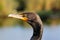 Pelican gracefully flying short above the waterPortrait of the beautiful and majestic Double-crested Cormorant - shot in Everglade