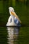 Pelican in the green water. White Pelican, Pelecanus erythrorhynchos, bird in the dark water, nature habitat, Romania. Bird in the