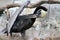 Pelican grooming itself