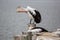 Pelican grooming itself on the Fleurieu Peninsula Goolwa South Australia on 3rd April 2019