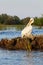 Pelican grooming at sunset in Danube Delta