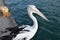Pelican Gulls or seagulls