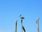 Pelican and gulls sitting on logs. Turquoise water and blue sky background