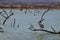 Pelican at Havasu National Wildlife Refuge