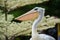 Pelican head close-up on a background of light trees