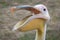 Pelican head with open beak.