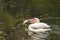 Pelican holding a big fish in his beak