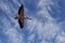 Pelican hovers in a blue sky with clouds with open wings