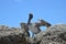 The Pelican King Rules the Rocks that Line Florida`s Boca Raton Inlet