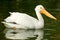 Pelican in a lake