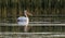 Pelican on the lake