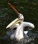Pelican landed on water