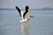 Pelican landing on lake