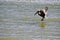 Pelican Landing on the Ocean Surf