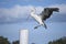 Pelican landing on a wharf post