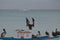 Pelican Landing on a Wooden Fishing Boat in Aruba