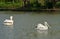 Pelican large beak water bird