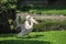 Pelican - a large gregarious waterbird