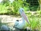 A Pelican with a large pink beak sits on a rock boulder