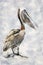 Pelican, large water bird. Watercolor Illustration.